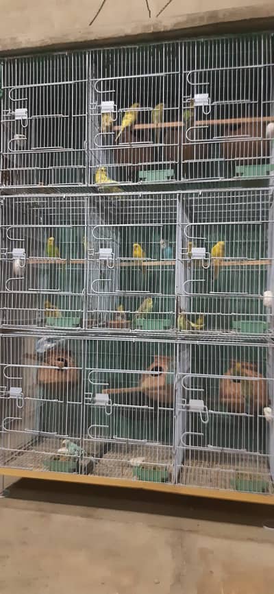budgie sale with cage