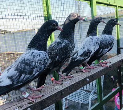 Royal Teddy Aur Ch waly Teddy