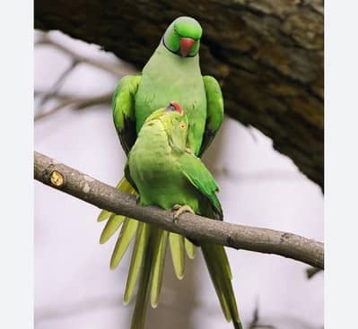 breeder pair urgent Sale