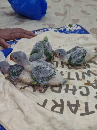 raaw parrot chicks