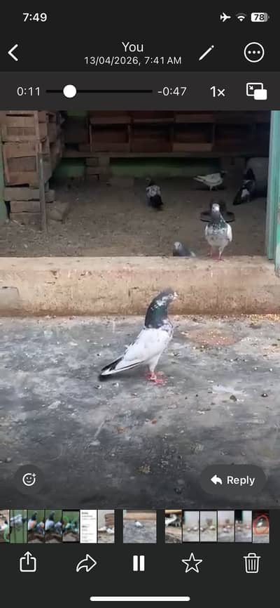 Teddy, Ch sb waly, Maher walay, puchali, Ferozpuri kabotar for sale