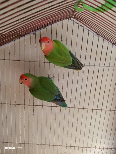 2 love bird pair