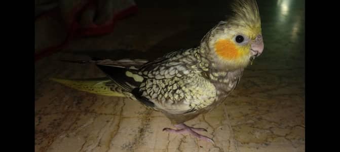 baby cockatiel cocktail