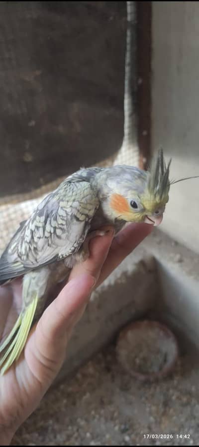 baby cockatiel hand team