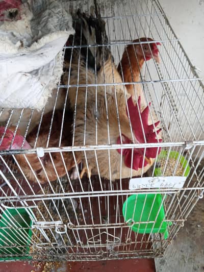 desi murga & murgi hens