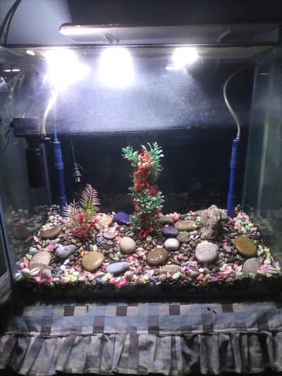 Fish Aquarium