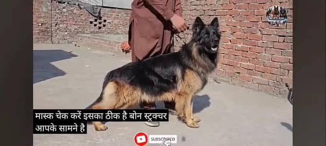 PINK PEDGRE CHAMPION MALE BOY 1