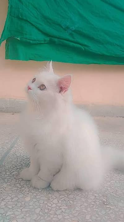 Persian female white cat double coated for sale