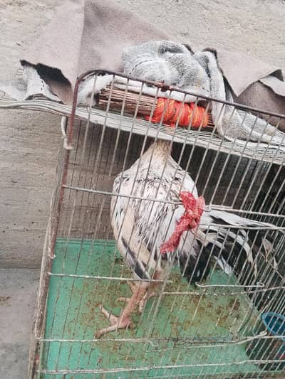 heera Cross male female 1 male hai 4 female hai