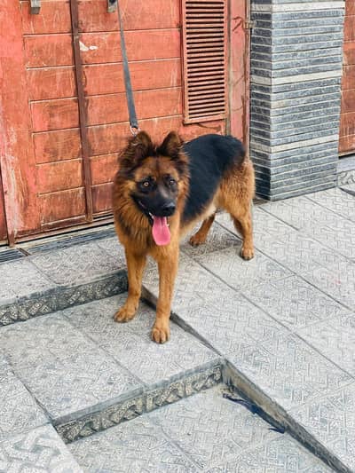 Show class long coat shepherd pupp