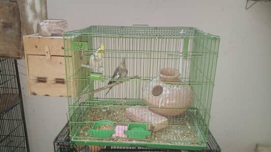 All birds cages Available ha for sale
