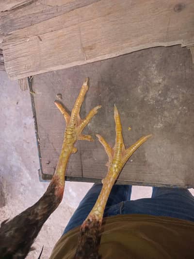 LAKHA SINDHI KHARDUMBA ZERO SIZE