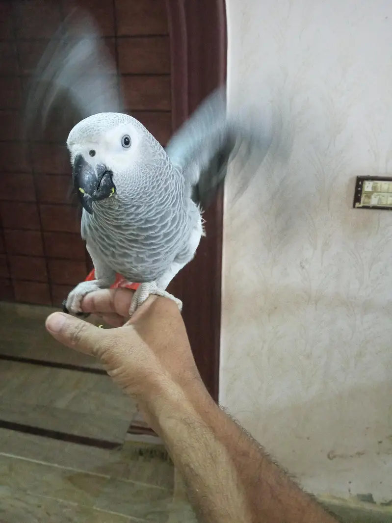 grey toking Perot — photo 2