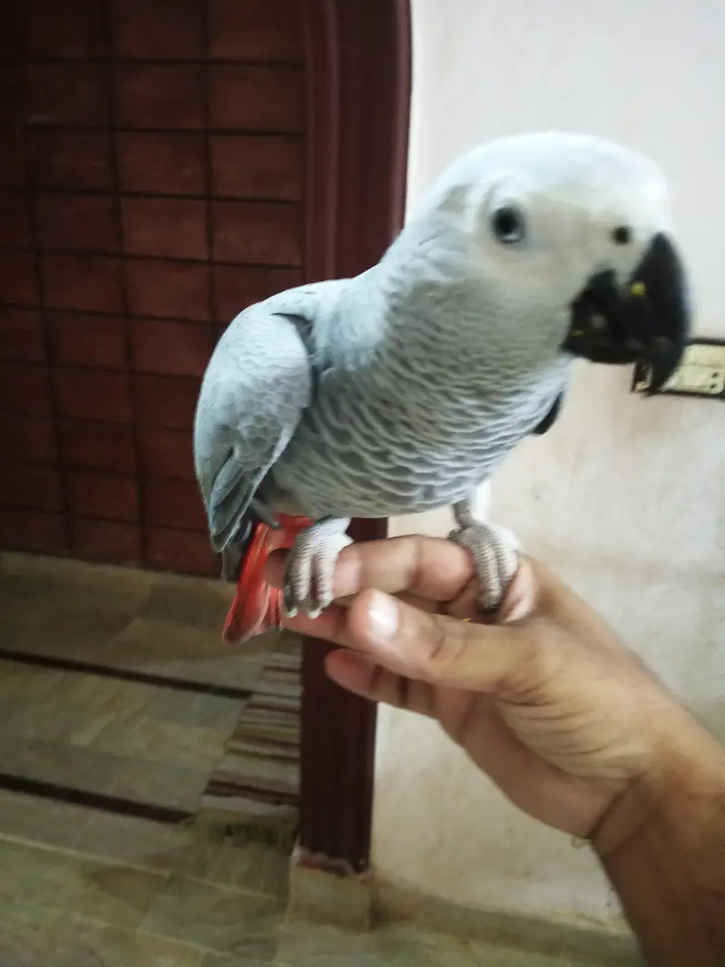 grey toking Perot — photo 3