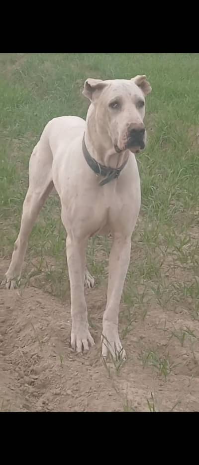 BuLLY gultair 32inchi hight