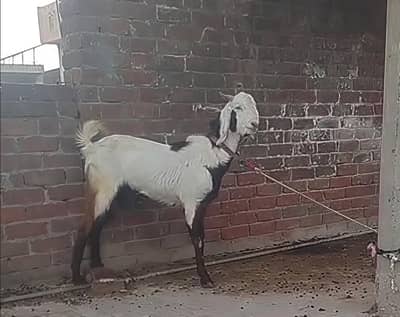 bakra for qurbani sales