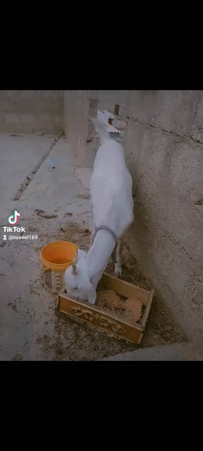 bakri Ghar ki Pali hoyi hai gulabi nasl hai