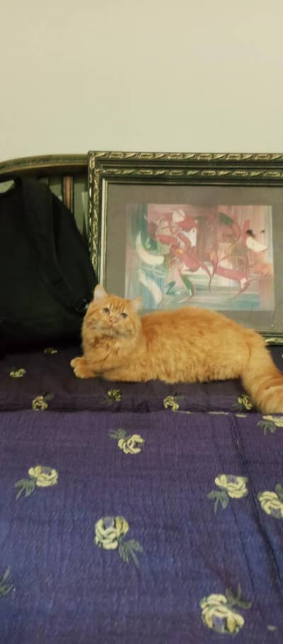 Persian cats pair03124118006contact