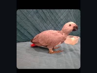 grey parrot