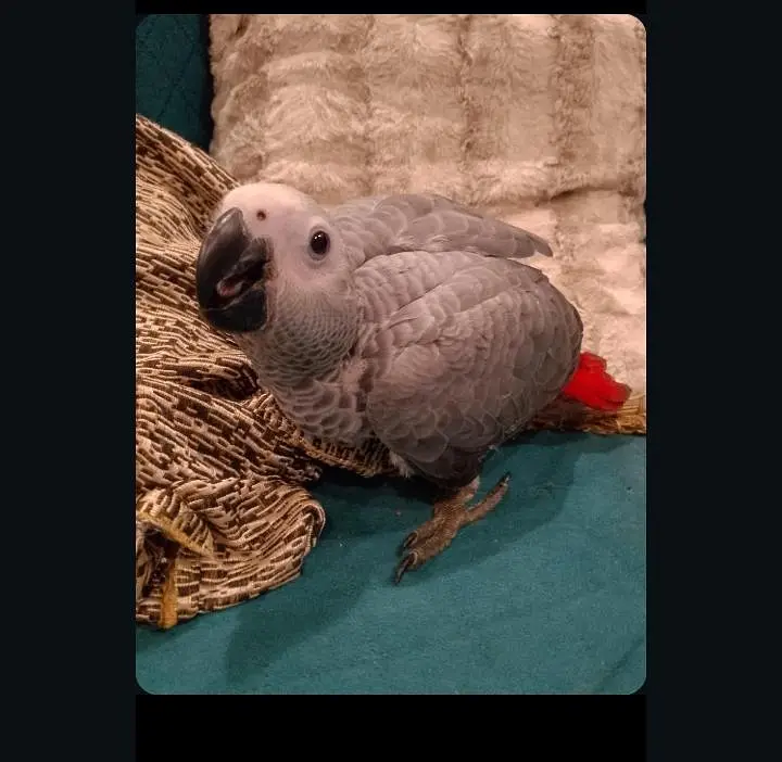 grey parrot — photo 2