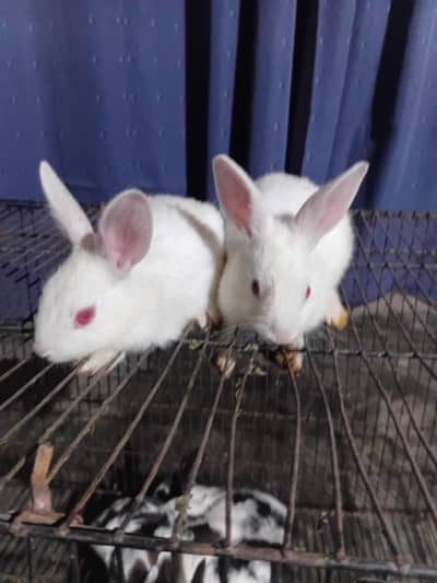 Cute Baby Rabbits Available