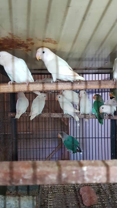 albino parblue bluefeshri