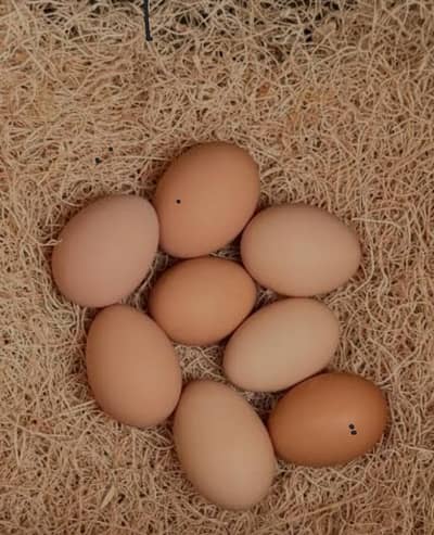 Plymouth  fertilized chicken egg