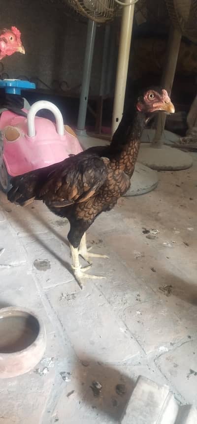 aseel mianwali  mashallah exchange possible