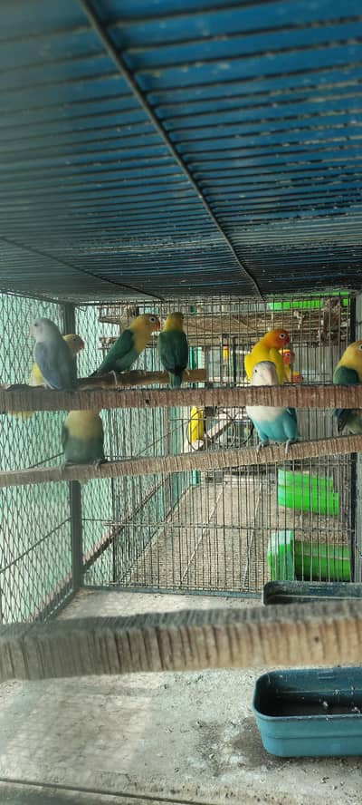 love birds breeder pairs 70 to 80