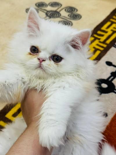 X punch persiomln male