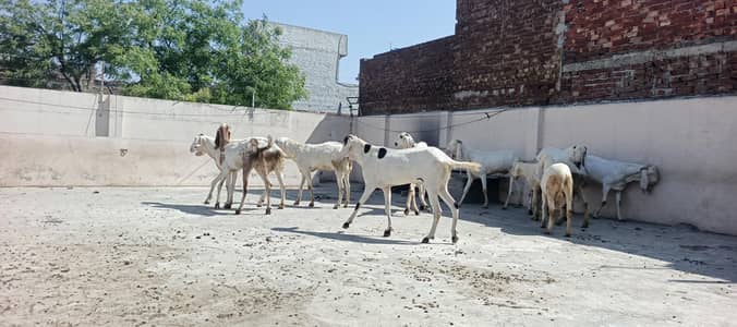 Qurbani k lye Bakry For sale