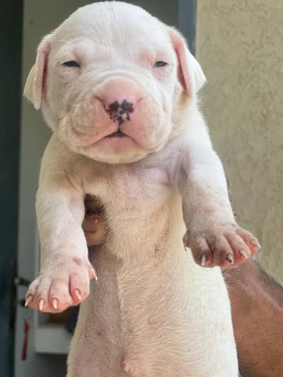 pedigreed microhipped top quality pups