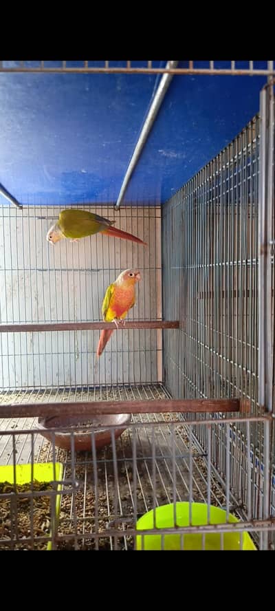 pineapple conure high red pair