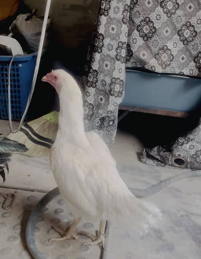 Heera madi with chicks