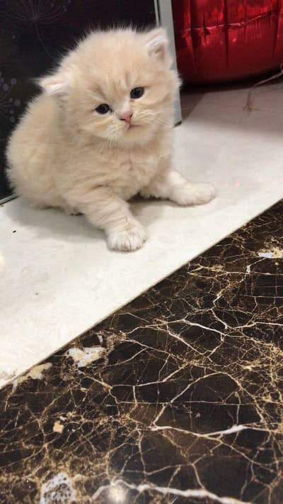 Persian kittens tripple coated