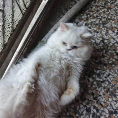 extreme punched person kittens for sale