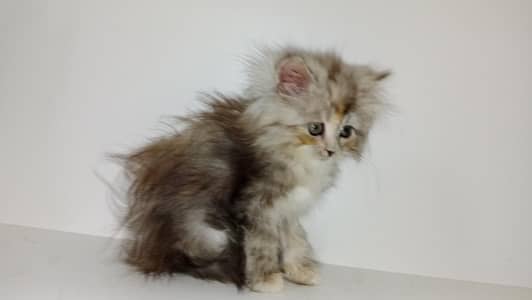 semi punch face triple coat kittens  available  03234102419