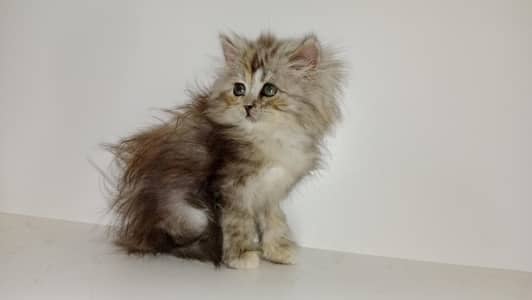 Persian female kitten available 03234102419