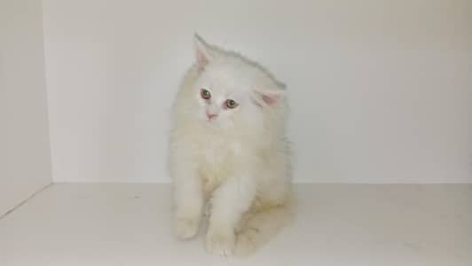 cute male Kitten available 03234102419