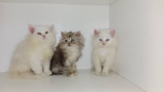 persian kittens  03234102419