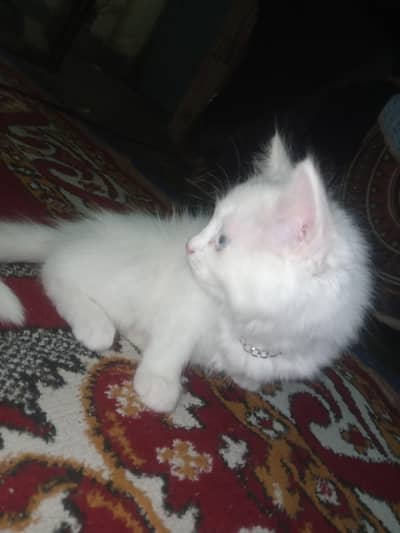 PERSIAN kittens for urgent sale