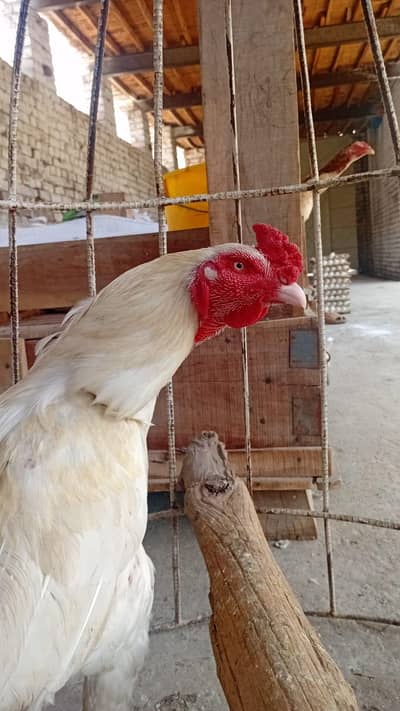 Aseel Morgha for sale  اصیل مرغا برائے فروخت