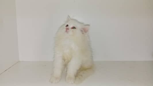 semi punch face triple coat kitens 03234102419