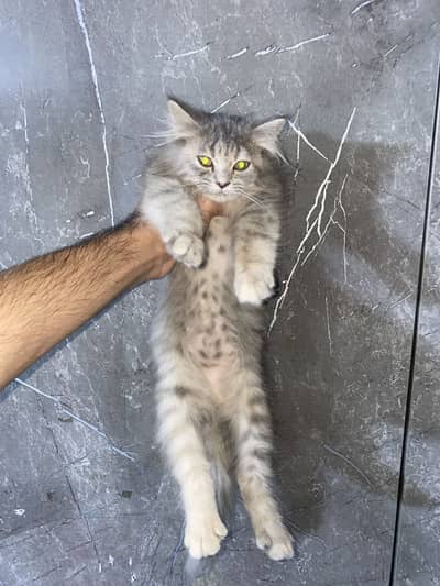 Grey persian triple coat kitten’s
