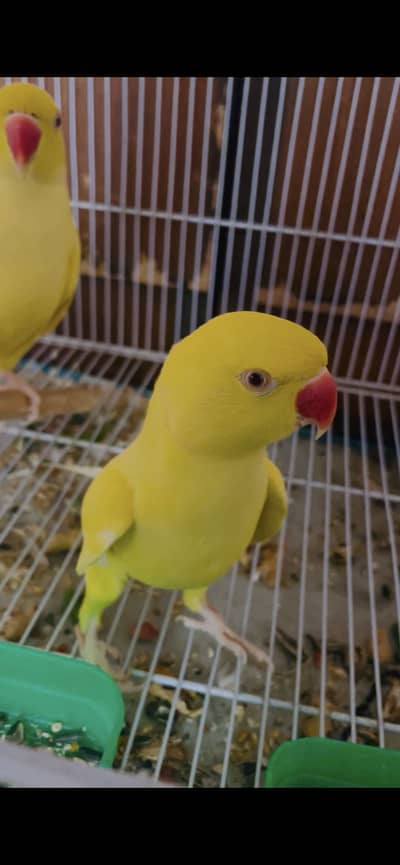 Yellow Ringneck adult pair (Never Breed)