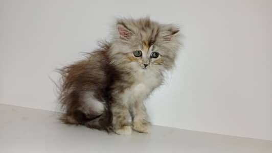 Female kitten for sale 03234102419