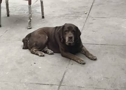 Labrador 2 breeder females available for sale