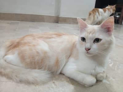 cute kitty available