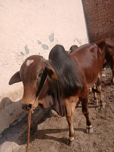 Sahiwal bachry fresh do daant