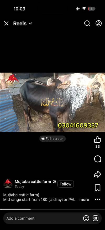 Mujtaba cattle farm buchray qurbani